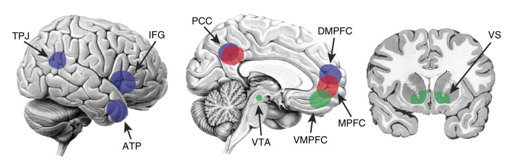 Neurowissenschaftliche Grafik zeigt Gehirnnetzwerke, die bei Social-Media-Nutzung aktiviert werden, darunter Belohnungssystem, Selbstreflexion und soziale Wahrnehmung.